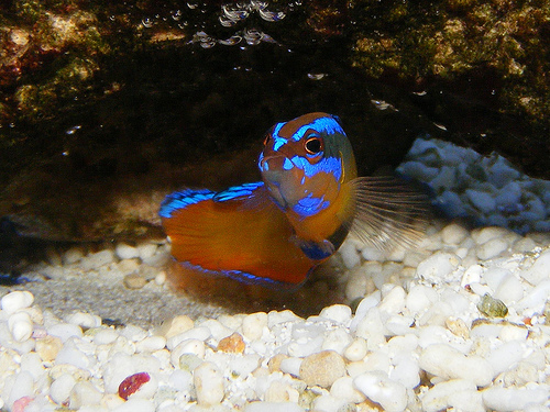 Pseudochromis aldabraensis